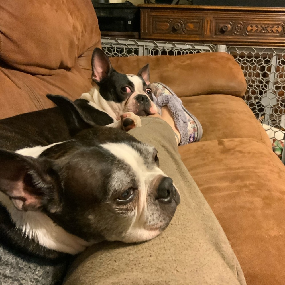 Help! Working For Kibble!